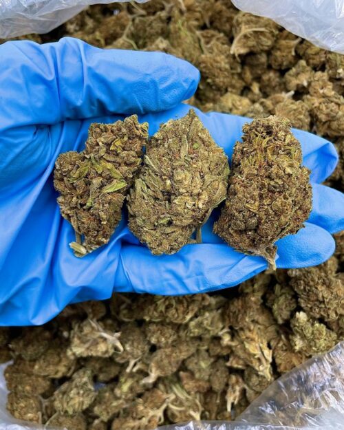 Twilight Berry Haze - Flower > Flower - Lows | Ganja Deals