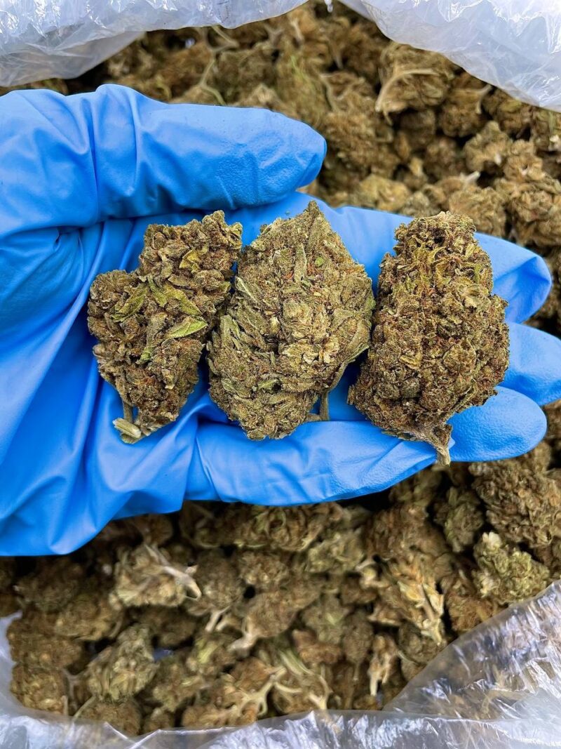 Twilight Berry Haze - Flower > Flower - Lows | Ganja Deals