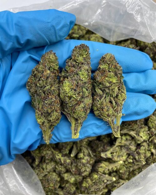 Funfetti Poprocks - Flower > Flower - Mids | Ganja Deals