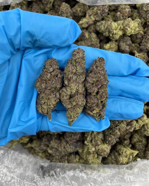 Purple Nerdz