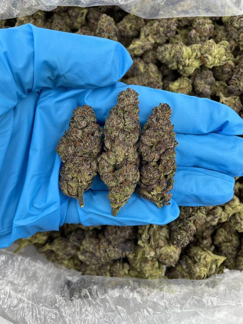 Purple Nerdz