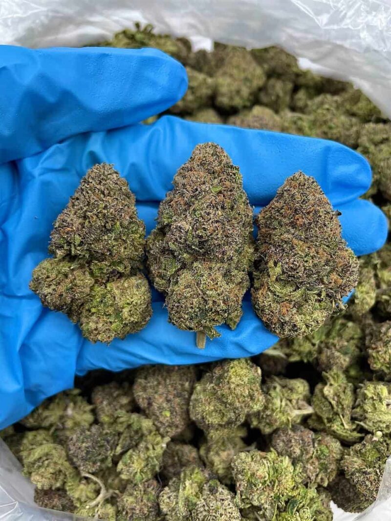 Frosted Venom - Flower > Flower - Mids | Ganja Deals