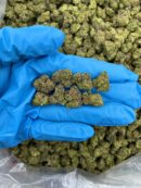 Candy Krush Kush