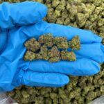 Candy Krush Kush