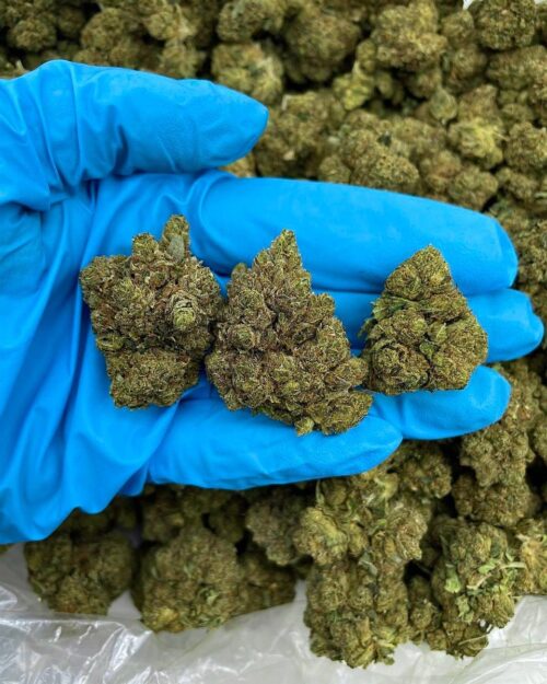 Banana Pudding Crunch - Flower > Flower - Highs | Ganja Deals