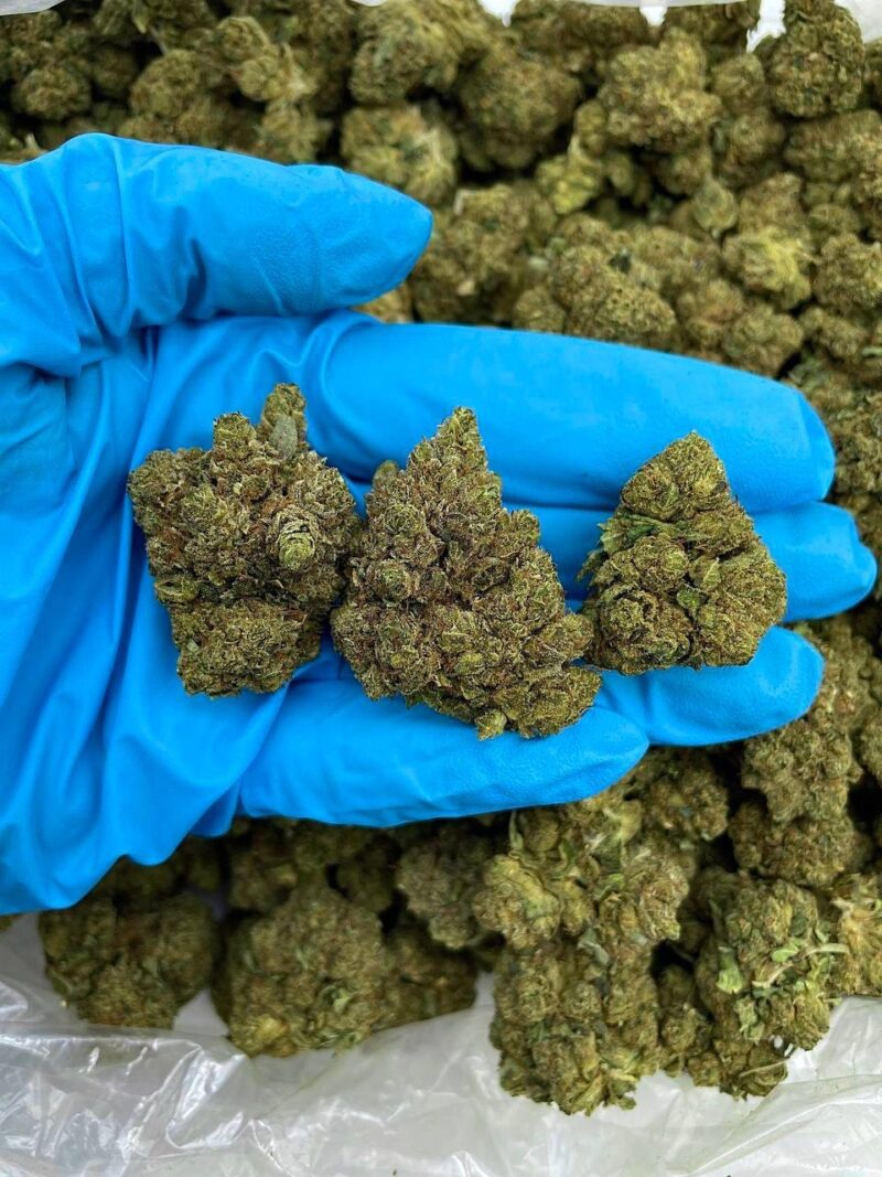 Banana Pudding Crunch - Flower > Flower - Highs | Ganja Deals