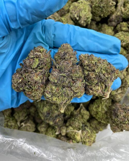 Gorilla Punch OG - Flower > Flower - Mids | Ganja Deals