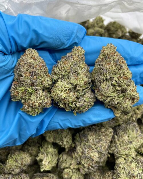Cherry Truffle - Flower > Flower - Mids | Ganja Deals