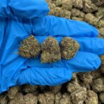 Double Apple Diesel