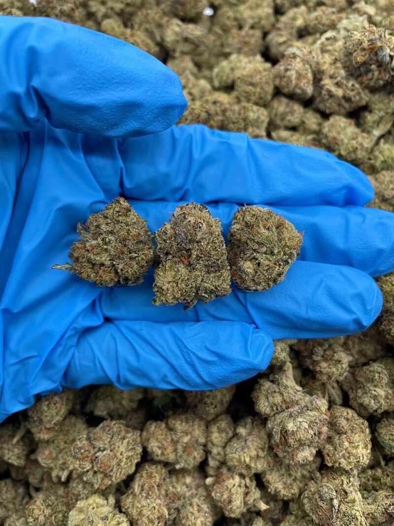 Double Apple Diesel - Flower > Flower - Mids | Ganja Deals