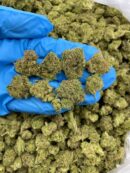 White Walker - Flower > Indoor - Mids | Ganja Deals
