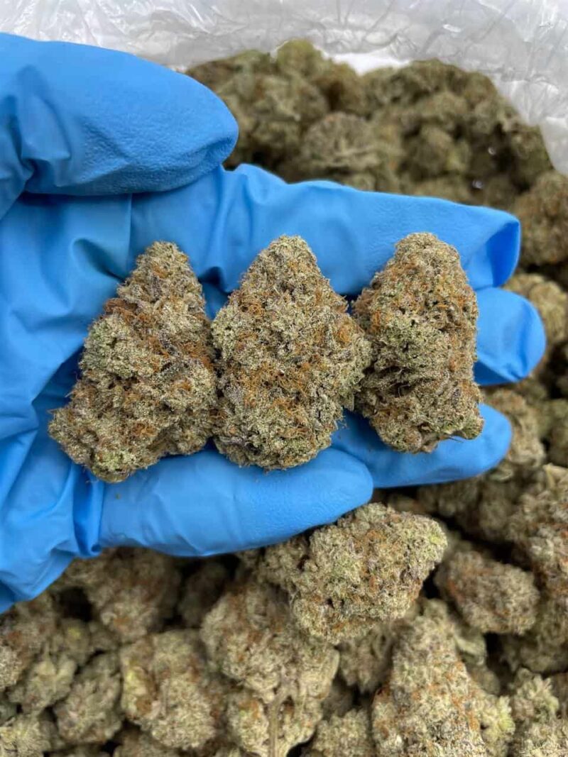 Blackberry Jack - Flower > Flower - Mids | Ganja Deals