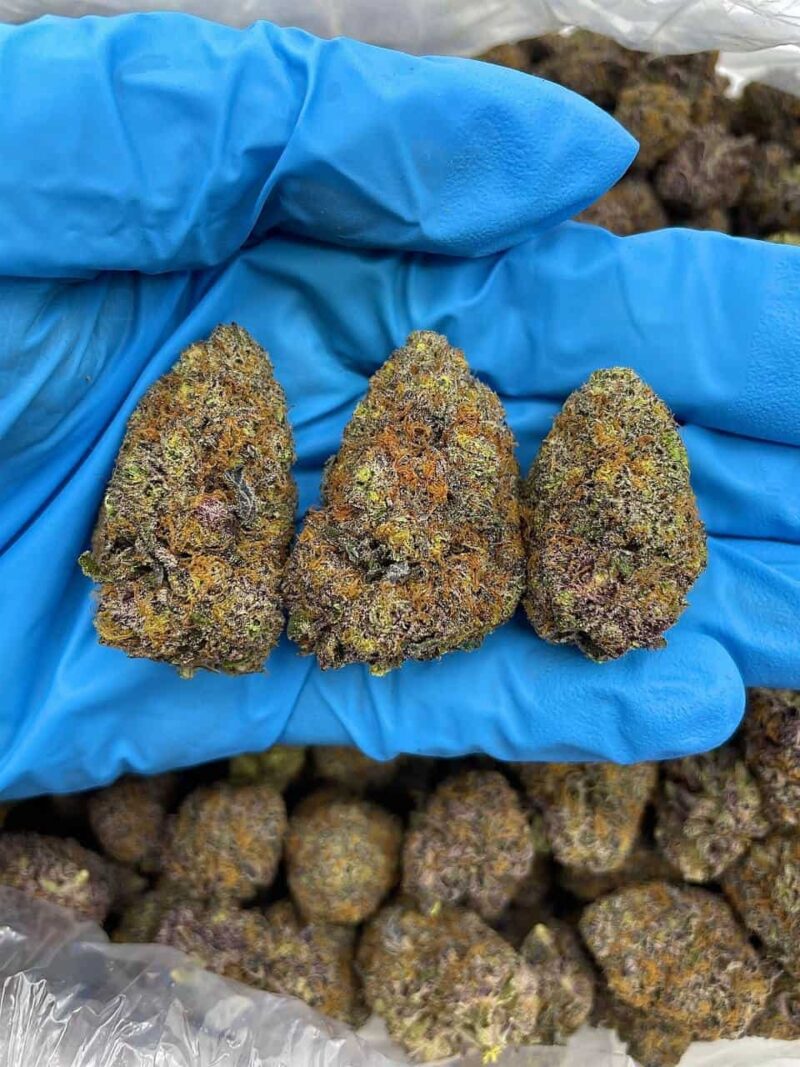 Jungle Berry Runtz - Flower > Flower - Mids | Ganja Deals