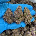 Sour Citrus Fuel