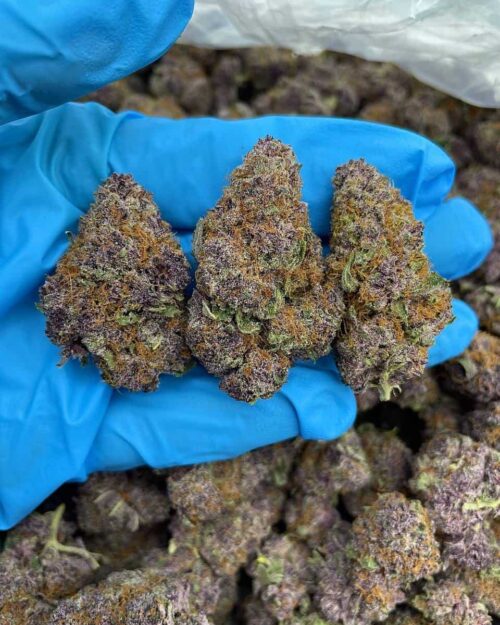 Sour Citrus Fuel - Flower > Flower - Highs | Ganja Deals