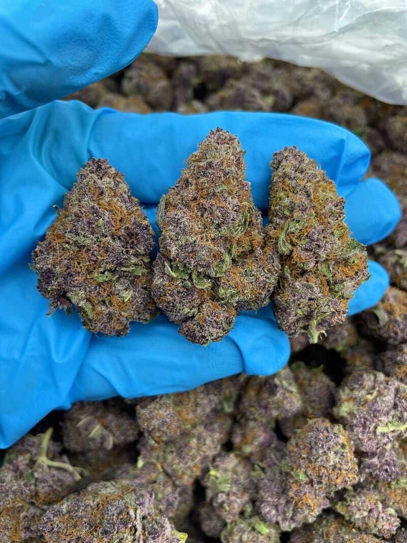 Sour Citrus Fuel - Flower > Flower - Highs | Ganja Deals