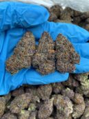 Glacier Punch - Flower > Indoor - Mids | Ganja Deals