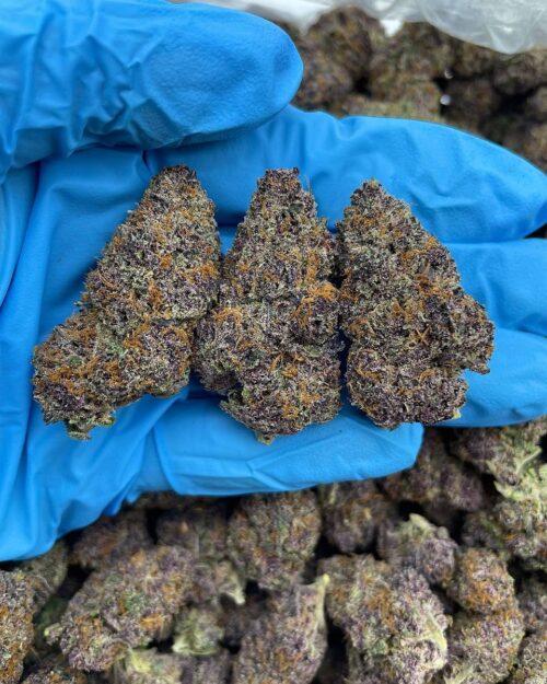 Glacier Punch - Flower > Indoor - Mids | Ganja Deals