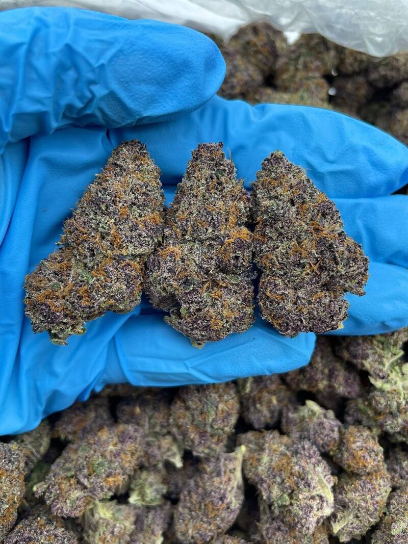 Glacier Punch - Flower > Indoor - Mids | Ganja Deals