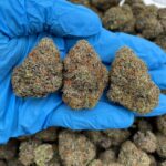 Blackforest Kush