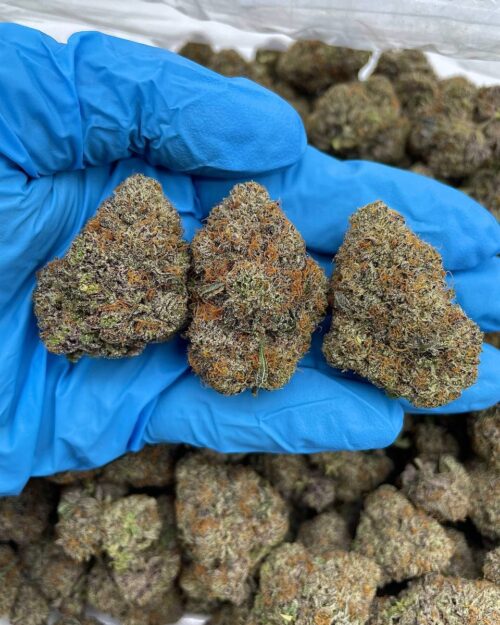 Blackforest Kush - Flower > Indoor - Mids | Ganja Deals