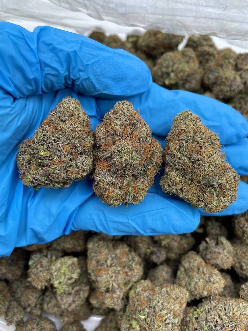 Blackforest Kush - Flower > Indoor - Mids | Ganja Deals