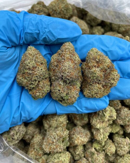Space Glue - Flower > Indoor - Mids | Ganja Deals