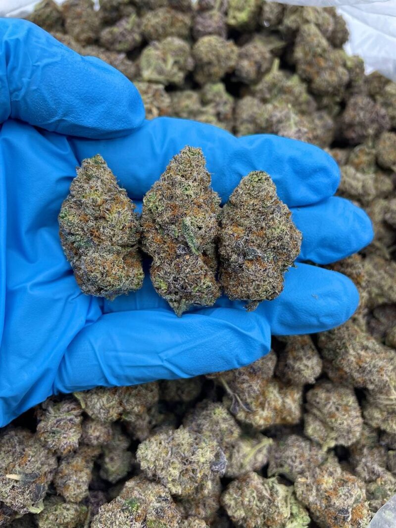 Snake Venom - Flower > Indoor - Mids | Ganja Deals