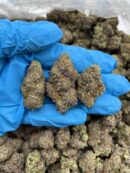 Sour Zkittlez - Flower > Indoor - Mids | Ganja Deals