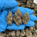 Sour Zkittlez