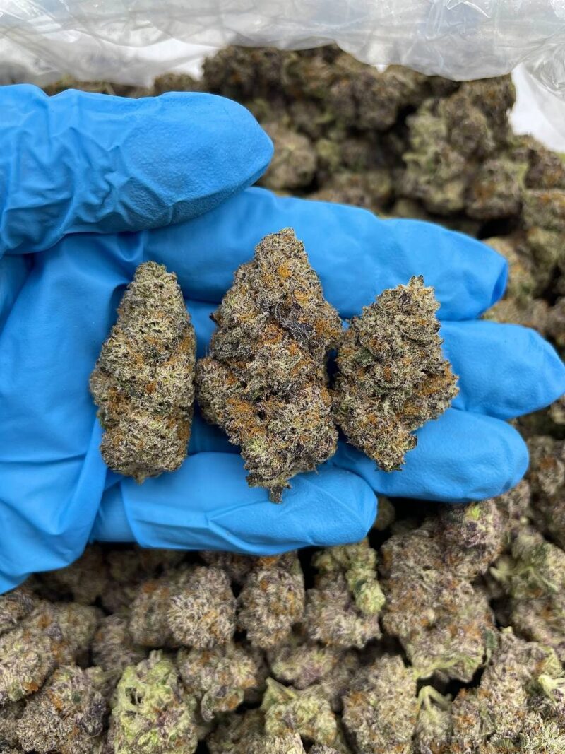 Sour Zkittlez - Flower > Indoor - Mids | Ganja Deals