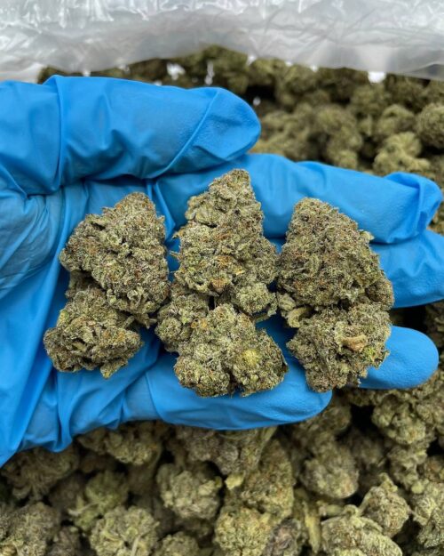 Orange Cream - Flower > Indoor - Mids | Ganja Deals