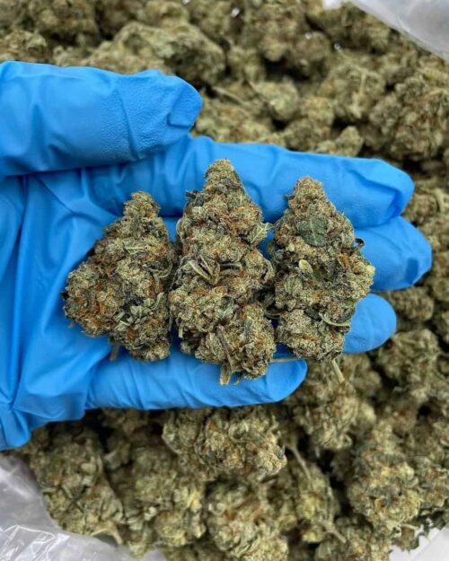 Berry Blackout - Flower > Flower - Mids | Ganja Deals