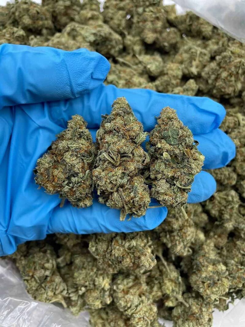 Berry Blackout - Flower > Flower - Mids | Ganja Deals