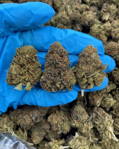 Mellow Dream - Flower > Flower - Mids | Ganja Deals