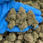 King's Cough OG