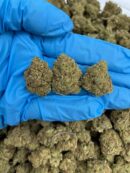 Midnight Gelato - Flower > Flower - Mids | Ganja Deals