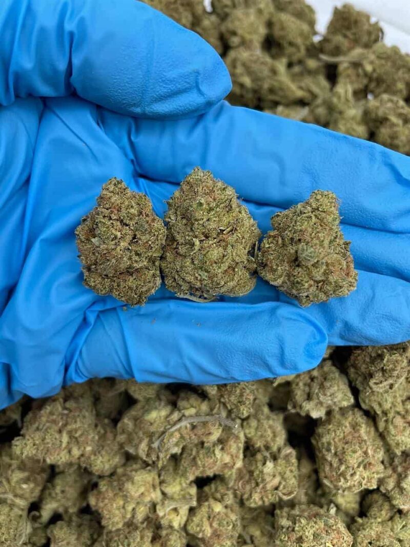 Midnight Gelato - Flower > Flower - Mids | Ganja Deals
