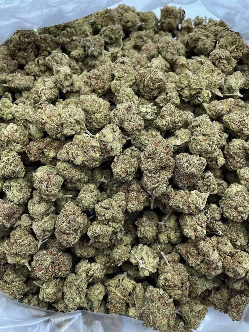 Buy Midnight Gelato Online at Ganja Deals