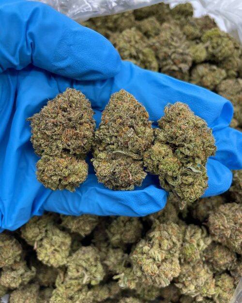 Sugar Shock - Flower > Flower - Mids | Ganja Deals