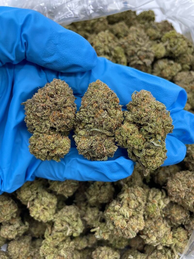Sugar Shock - Flower > Flower - Mids | Ganja Deals