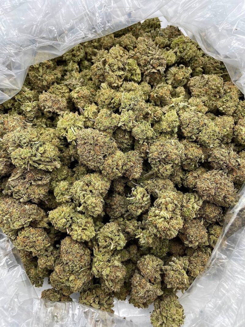 Buy Sugar Shock Online at Ganja Deals