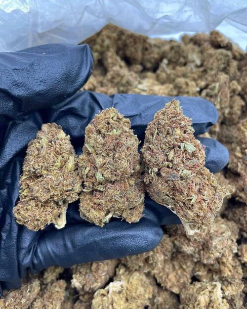 Amnesia Haze - Flower > Flower - Lows | Ganja Deals