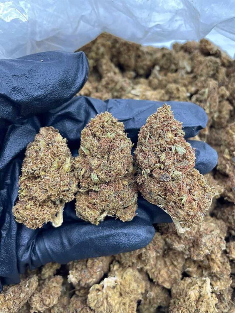 Amnesia Haze - Flower > Flower - Lows | Ganja Deals