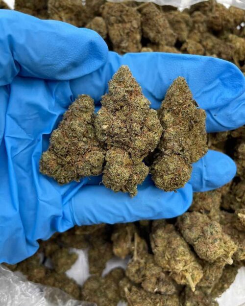 Lavendar Purpz - Flower > Flower - Lows | Ganja Deals