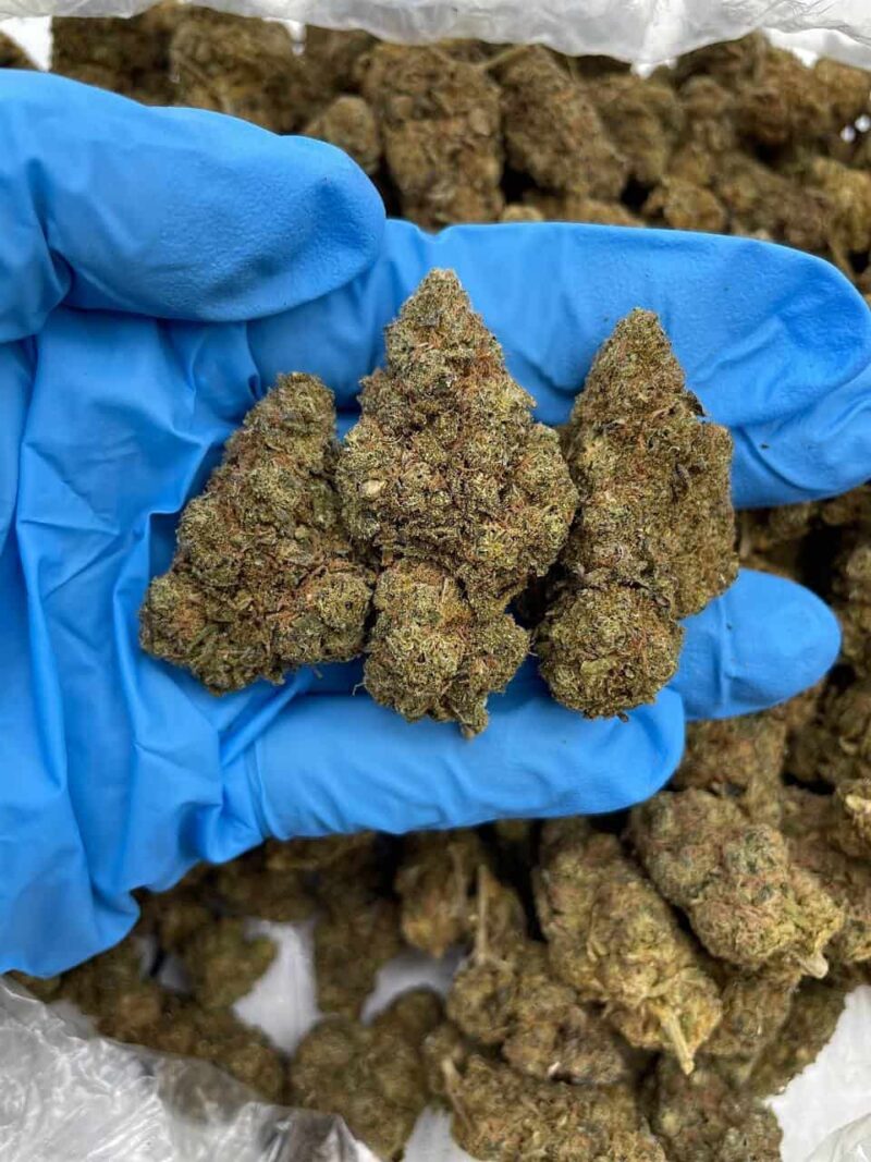 Lavendar Purpz - Flower > Flower - Lows | Ganja Deals