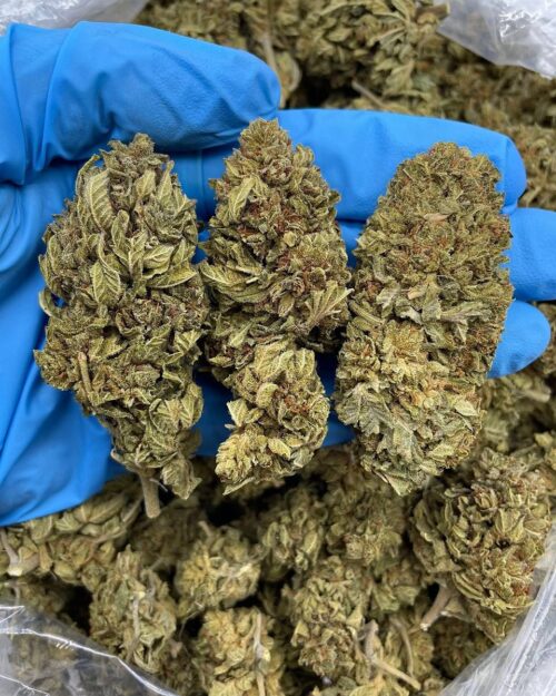 Green Haze - Flower > Flower - Mids | Ganja Deals