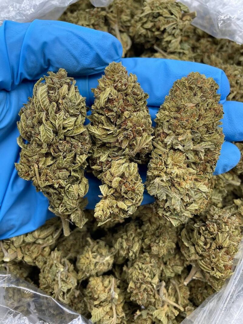 Green Haze - Flower > Flower - Mids | Ganja Deals