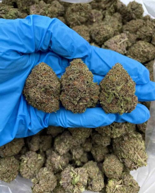 Double Oreo Haze - Flower > Flower - Mids | Ganja Deals