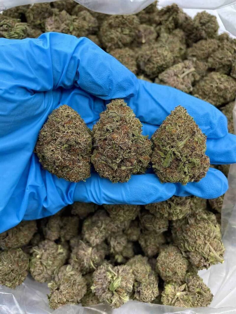 Double Oreo Haze - Flower > Flower - Mids | Ganja Deals